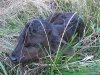 New calf born at White Rabbit Acres