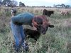 Lois introduces brian to her ne calf.