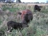 Lois licks her baby calf.