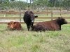Lois the pregnant cow with her sister.