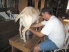 Jim Milks Fanny the Goat