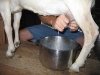 Jim Milks Fanny the Goat