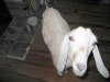 Fanny the Goat ready to be milked