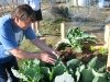 Joel tends box garden winter crop
