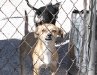 Perro de Mexico en Agua Prieta