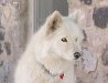 Marfa Texas Dog