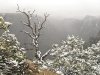 Frozen Snag Over Snowy Black Canyon