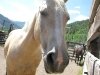 Horses at Vickers Dude Ranch in Lake City, CO