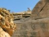 Capitol Reef Bighorn Sheep of Cohab Canyon 