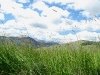 Hay blows in the Colorado wind at Vickers ranch