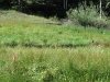 Survey marker flags dot landscape in Lake City, CO