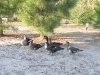 Quack