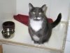 Yet Another Cat