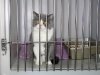 Another Cat