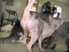 Beware the Sphinxter