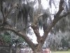 Savannah Cemetery