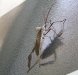 Skidaway Bug