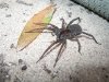 Florida State Park Tarantula