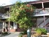 Buganvilia in Historic St. Augustine, FL