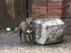 Chained Up Pit Bulls are Dangerous Dogs with Bad Owners