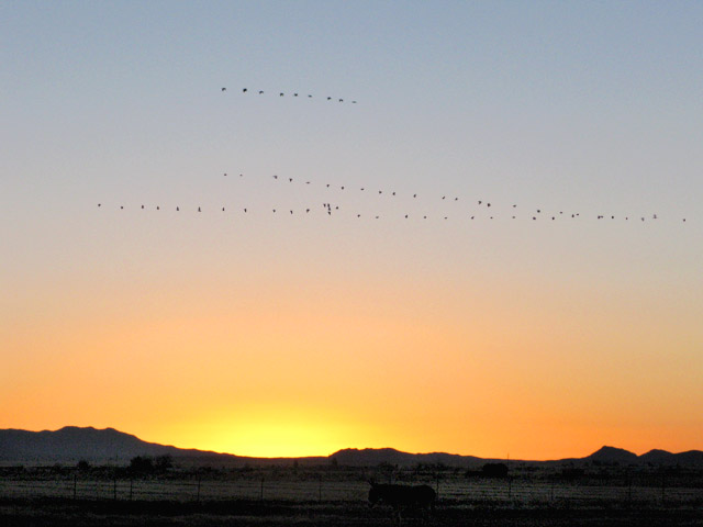 cranes in flight over Arizona ranch sunrise