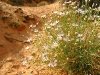 Spring Flowers Bloom in Capitol Reef National Park