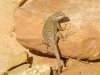 Cohab Canyon Lizard in Capitol Reef National Park