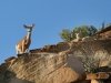 Deer Along Ridge of Capitol Reef Fremont River Trail