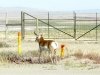Sinclair Wyoming Roadside Proghorn Sheep 