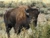 Close encounters with Buffalo in Grand Teton National Park
