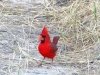 Vermillion Flycatcher Lake Amistad Texas 