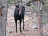 Moose in our Crystal Lakes back yard!