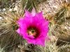 Flowering Hedgehog Cactus in Organ Pipe National Monument