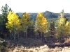 Crystal Lakes Colorado Aspen Fall Colors