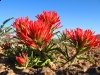 Dewey Utah Wildflower
