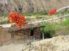 Ocotillo Blooms Over Contrabado Movie Set