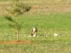 Hawk Kills Dove in Texas Wild Kingdom
