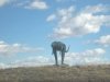 Dinosaurs Roam New Mexico