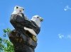 Bald Eagle Chainsaw Carving Red Feather Lakes, CO