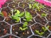 High Altitude Colorado Mountain Lettuce Sprouts