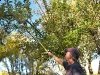 Picking Apples at Big Bend RV Park Fernley, NV