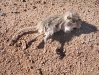 Poor Field Mouse near Roswell, NM
