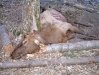 Dead Elk on Three Rivers Trail near Tularosa, NM