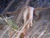 Elk fallen from above Three Rivers Trail near Tularosa, NM 