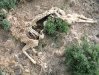 Deer Carcass Near boondocking Site on Colorado BLM Land