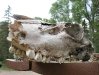 Elk or Horse Skull from Vickers Ranch lower Pasture
