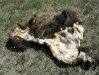 Elk hide leftover from last hunting season 