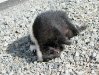 Etna, CA roadkill skunk