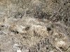 Very old dead Javelina Tombstone Arizona