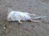 Buena Vista Colorado Mouse Road Casualty